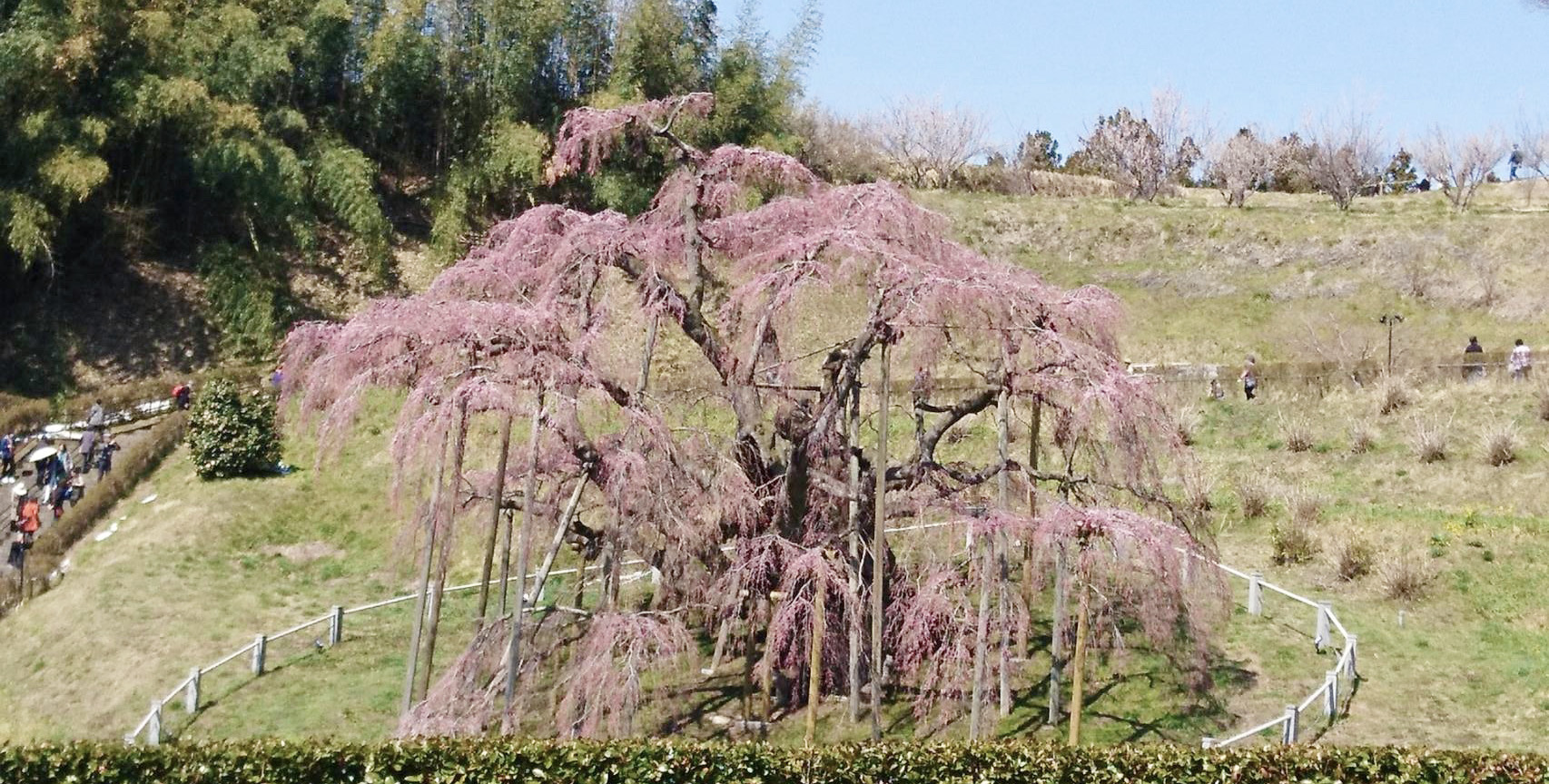 福島 日本三大桜・三春の滝桜と開成山大神宮ツアー催行!
