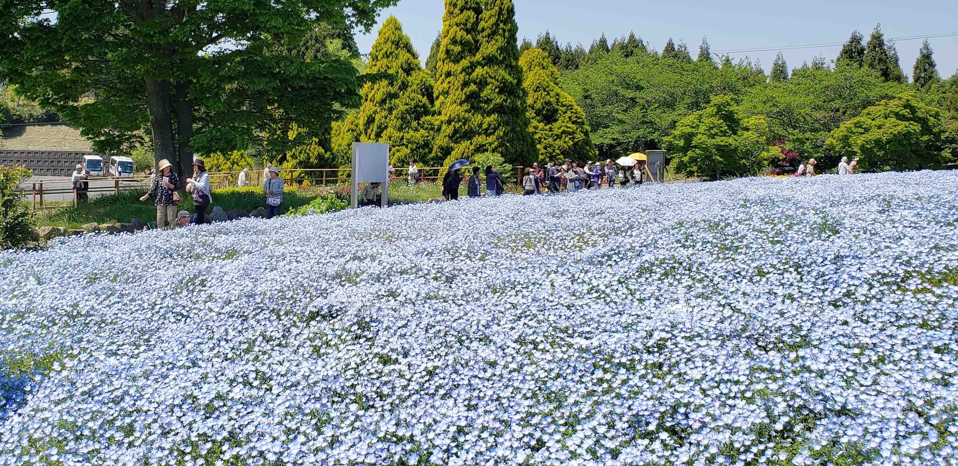 福島いわき　花と豪華海鮮チラシツアー催行！