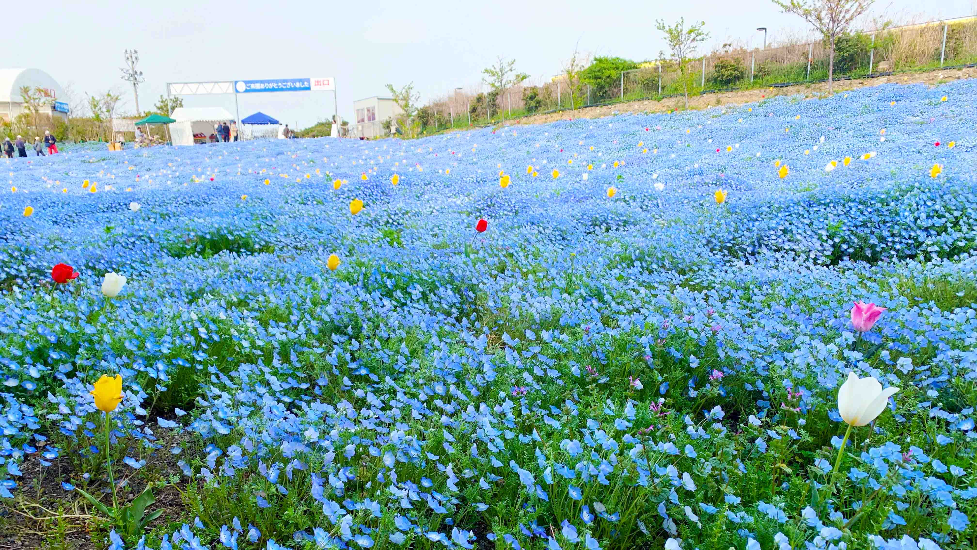 大阪  100万株のネモフィラ祭＆あべのハルカスツアー催行！
