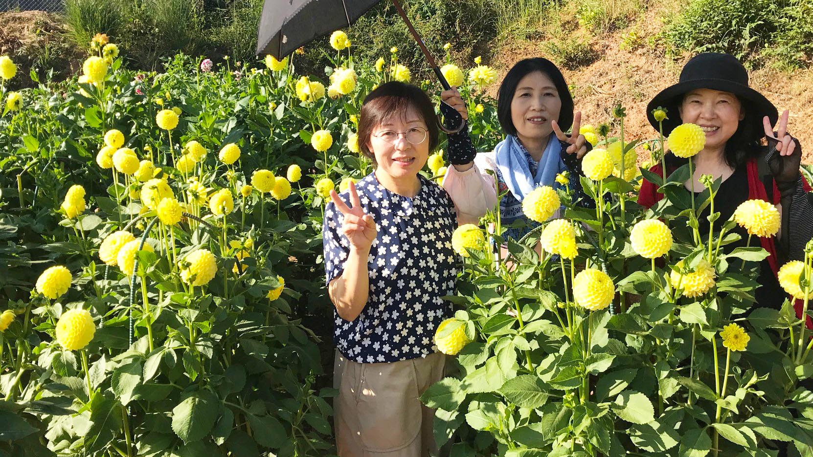 広島　世羅高原農場ダリア祭2019ツアー催行！