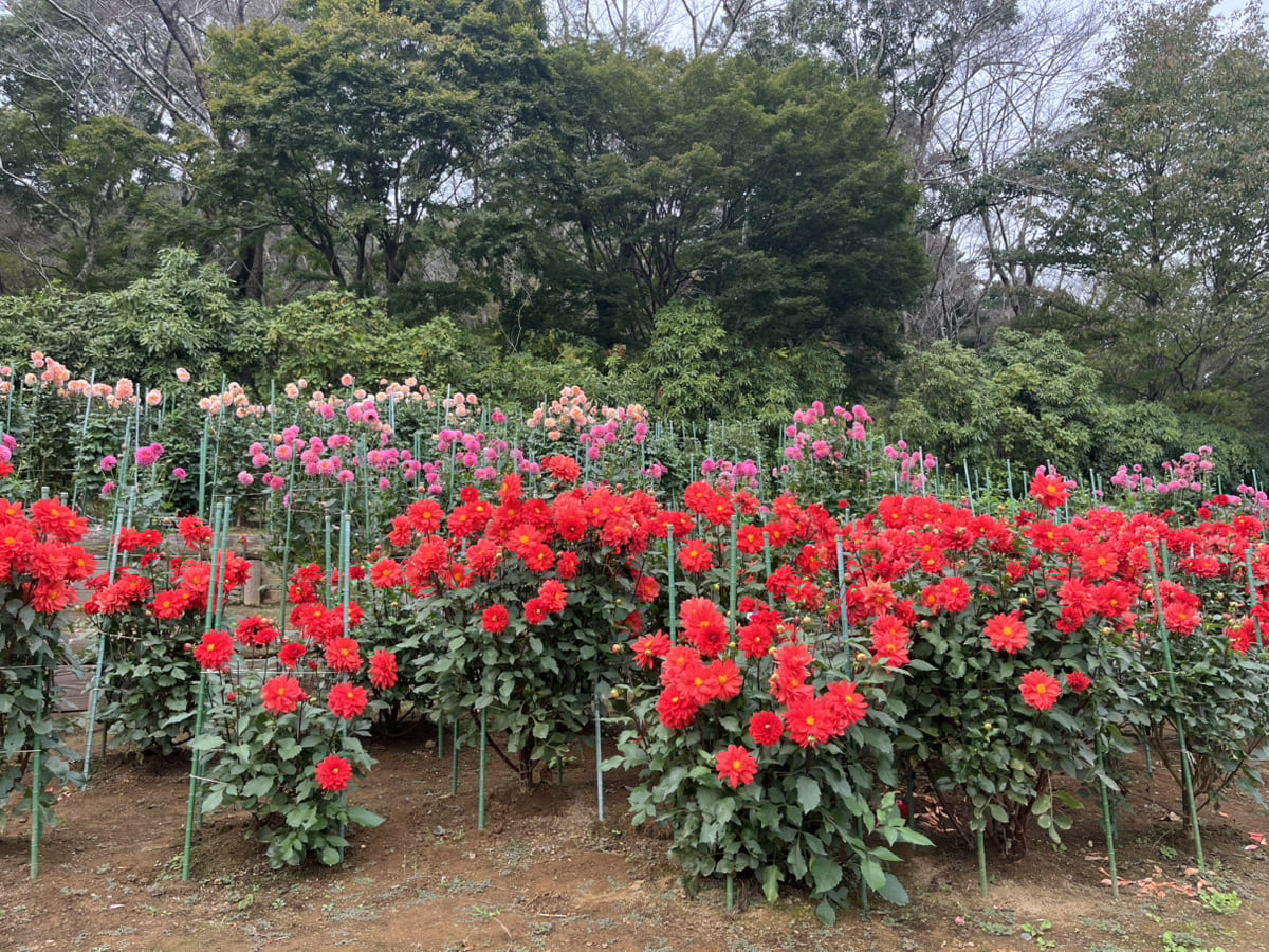 茨城　いばらきフラワーパーク＆大洗磯前神社ツアー　催行